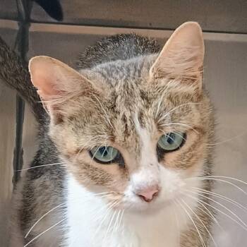 Bassie -  Domestic Short Hair Cat for Adoption in Palestine, Texas - Bassie | PetCurious
