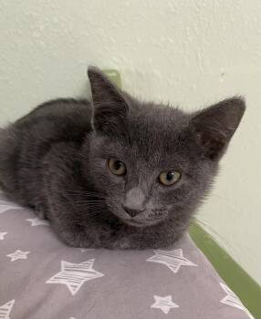 Rescue Russian Blue Cats for Adoption in Hot Springs, Arkansas - Kimura | PetCurious