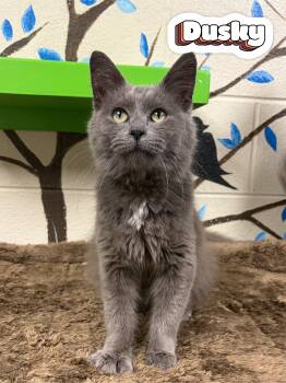 Dusky -  Domestic Medium Hair Cat for Adoption in Valparaiso, Indiana - Dusky | PetCurious