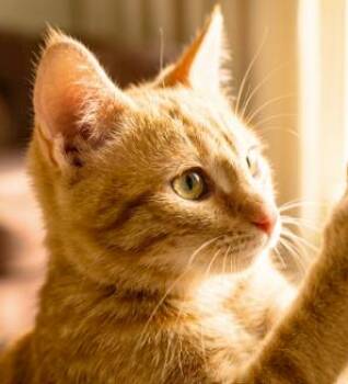 Garfield -  American Shorthair Cat for Adoption in Union City, New Jersey - Garfield | PetCurious