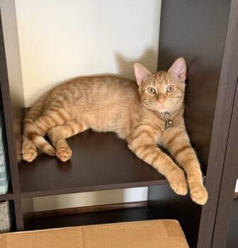 Zaphod Beeblebrox -  Domestic Short Hair Cat for Adoption in Kenosha, Wisconsin - Zaphod Beeblebrox | PetCurious