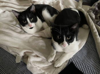 Rescue Domestic Short Hair Cats for Adoption - Ace And Jack Bonded Siblings | PetCurious