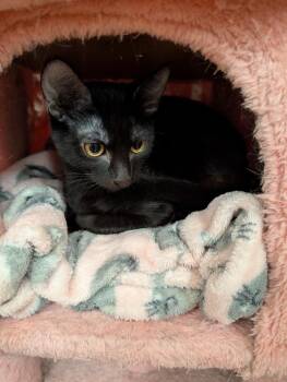 Felix -  Domestic Short Hair Cat for Adoption in Tucson, Arizona - Felix | PetCurious