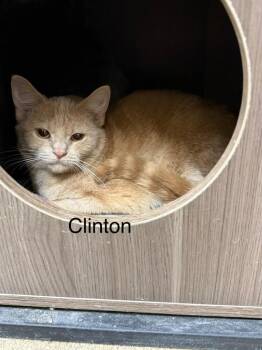 Domestic Short Hair Cats Available for Adoption - Clinton | PetCurious
