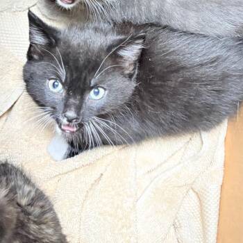 Domestic Short Hair Cats Available for Adoption in Philadelphia, Pennsylvania - Bashful | PetCurious