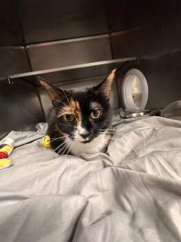 Callie -  Domestic Long Hair Cat for Adoption in Plymouth, Connecticut - Callie | PetCurious