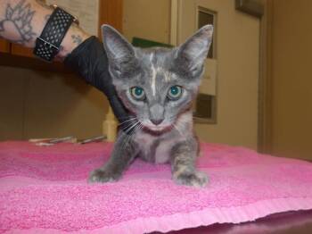 TAFFY -  Domestic Short Hair Cat for Adoption in Santa Rosa, California - TAFFY | PetCurious
