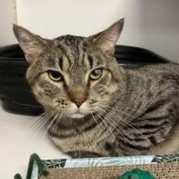 Manny -  Domestic Short Hair Cat for Adoption - Manny | PetCurious