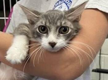 BLANKIE -  Domestic Medium Hair Cat for Adoption in Pensacola, Florida - BLANKIE | PetCurious