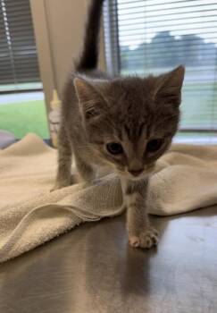 Arctic -  Domestic Short Hair Cat for Adoption in Lafayette, Indiana - Arctic | PetCurious