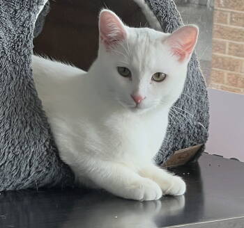 Rescue Domestic Short Hair Cats for Adoption in Richmond Hill, Ontario - Yeti (+ Merlin) | PetCurious