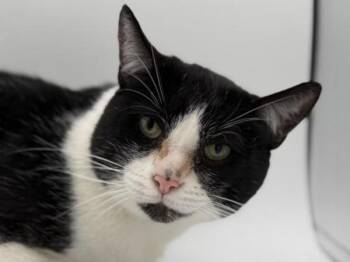 Domestic Short Hair Cats Available for Adoption in Portland, Oregon - Buckles | PetCurious