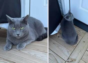Oskar -  Domestic Short Hair Cat for Adoption in Republic, Missouri - Oskar | PetCurious
