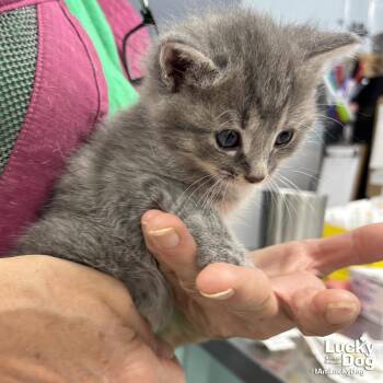 Domestic Short Hair Cats Available for Adoption - Klein | PetCurious