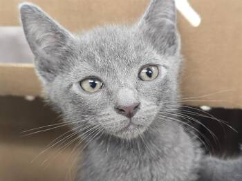 Domestic Short Hair Cats Available for Adoption in Fort Lauderdale, Florida - A2475906 | PetCurious