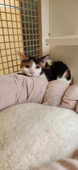 Domestic Short Hair Cats Available for Adoption - Princess | PetCurious