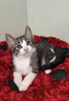 Gandalf -  Domestic Medium Hair and Domestic Short Hair Cat for Adoption in Picayune, Mississippi - Gandalf | PetCurious