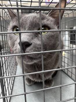 FREDERICK -  Domestic Short Hair Cat for Adoption in Las Vegas, Nevada - FREDERICK | PetCurious