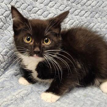 Velma -  Domestic Short Hair Cat for Adoption in Brighton, Missouri - Velma | PetCurious