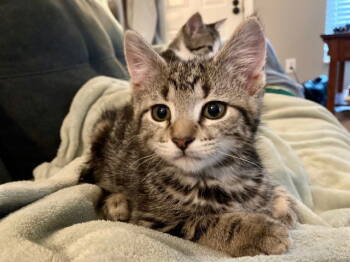 Rescue Domestic Short Hair Cats for Adoption in Dublin, Ohio - Alita | PetCurious