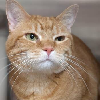Domestic Short Hair Cats Available for Adoption - Macy | PetCurious