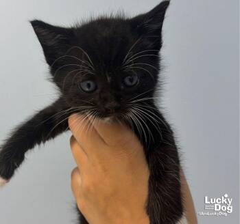 Stewie -  Domestic Short Hair Cat for Adoption in Washington, District Of Columbia - Stewie | PetCurious