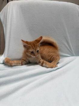 Cupid -  Domestic Short Hair Cat for Adoption in Oceanside, California - Cupid | PetCurious