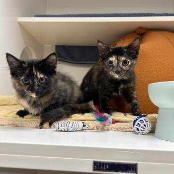 Kayak (pink collar) -  Domestic Medium Hair Cat for Adoption in Philadelphia, Pennsylvania - Kayak (pink Collar) | PetCurious