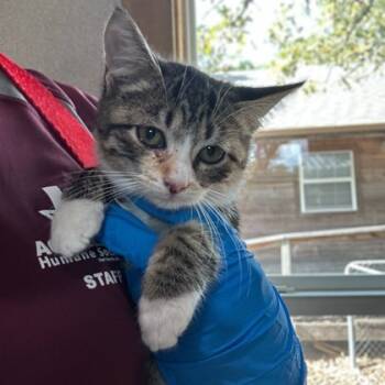 Rescue Domestic Short Hair Cats for Adoption in Bryan, Texas - 59805562 | PetCurious