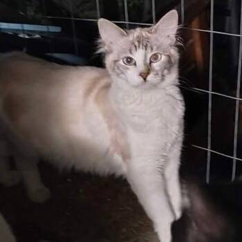 Fluffy -  Domestic Short Hair Cat for Adoption in Layton, Utah - Fluffy | PetCurious