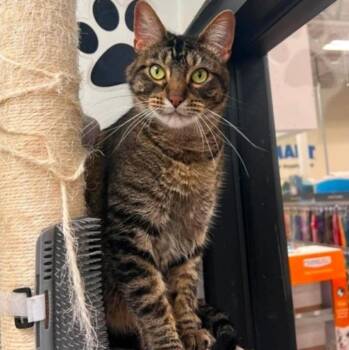 Teak -  Domestic Short Hair Cat for Adoption in Warr Acres, Oklahoma - Teak | PetCurious