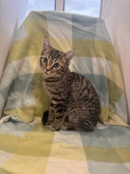Breezy -  Domestic Short Hair Cat for Adoption in Dickson, Tennessee - Breezy | PetCurious