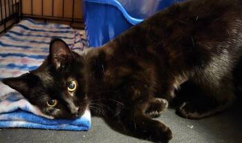 Domestic Short Hair Cats Available for Adoption - Panther | PetCurious