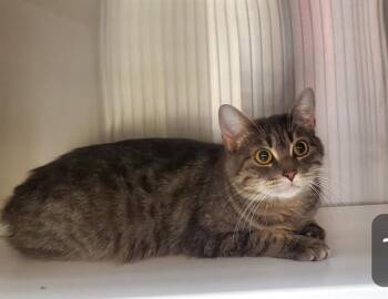 Domestic Short Hair Cats Available for Adoption in St. Louis, Missouri - SILVER | PetCurious