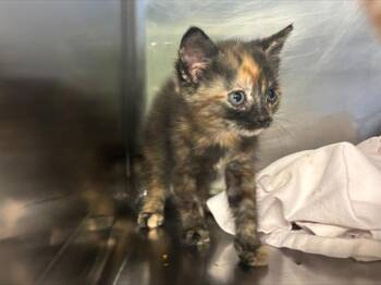 Domestic Short Hair Cats Available for Adoption in Grand Prairie, Texas - TURTIE | PetCurious
