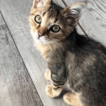 Scotty -  Domestic Short Hair Cat for Adoption in Bellmawr, New Jersey - Scotty | PetCurious
