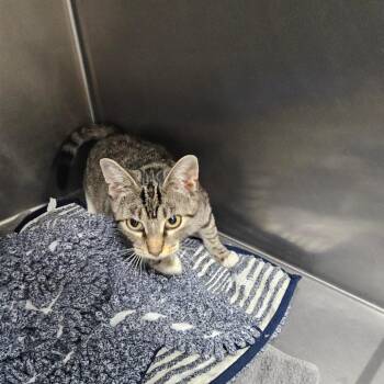 Puff -  Domestic Short Hair Cat for Adoption in Baltimore, Maryland - Puff | PetCurious