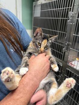 Minnie -  Domestic Medium Hair Cat for Adoption in Twentynine Palms, California - Minnie | PetCurious