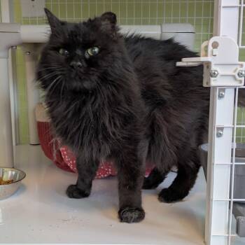 Domestic Long Hair Cats Available for Adoption in Portland, Oregon - Motsu | PetCurious