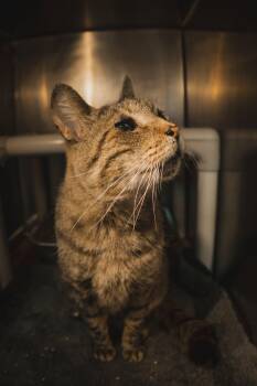 Domestic Short Hair Cats Available for Adoption in Herndon, Virginia - Charlie | PetCurious