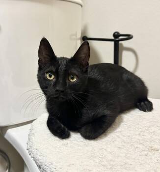 Rescue Domestic Short Hair Cats for Adoption in Orange, California - Ozzy | PetCurious
