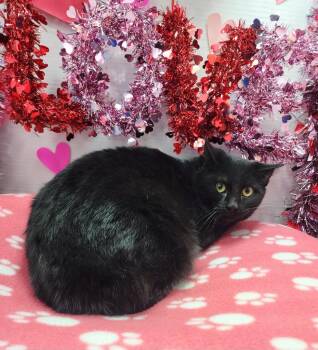 Domestic Short Hair Cats Available for Adoption - Frisch