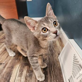 Remus -  Domestic Short Hair Cat for Adoption in Middleton, Wisconsin - Remus | PetCurious