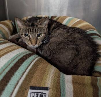 Domestic Short Hair Cats Available for Adoption in La Porte, Indiana - Chimichurri | PetCurious