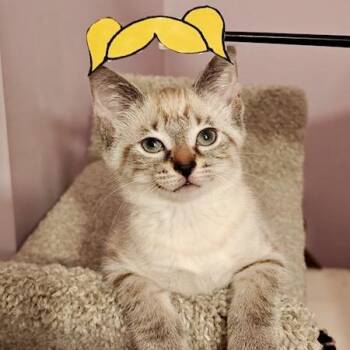 Bubbles -  Domestic Short Hair Cat for Adoption in Hudsonville, Michigan - Bubbles | PetCurious