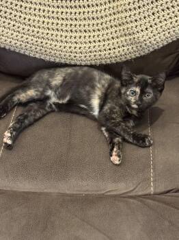 Rescue Tortoiseshell Cats for Adoption in Medford, Oregon - Goldie | PetCurious