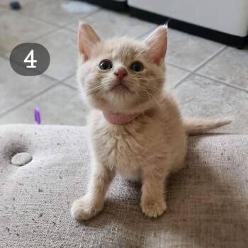 Mabel -  Domestic Short Hair Cat for Adoption in Woodstock, Virginia - Mabel | PetCurious