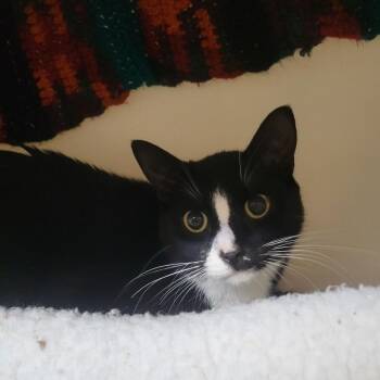 Beatlejuice -  Domestic Short Hair Cat for Adoption in Madison, Wisconsin - Beatlejuice | PetCurious