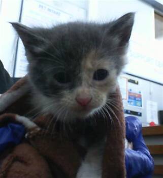 Rescue Domestic Short Hair Cats for Adoption in Dallas, Texas - MILEY | PetCurious