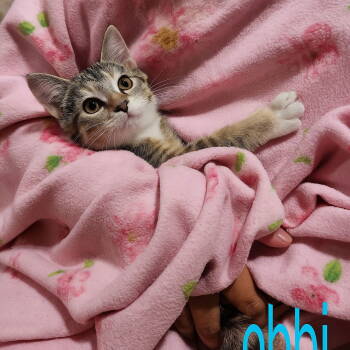 Rescue Tabby Cats for Adoption in Mount Laurel Township, New Jersey - BOBBI | PetCurious